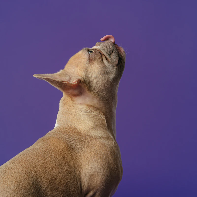Grain-Free Dry Dog Food 12 lb β Pet Supplies at Peasley Store